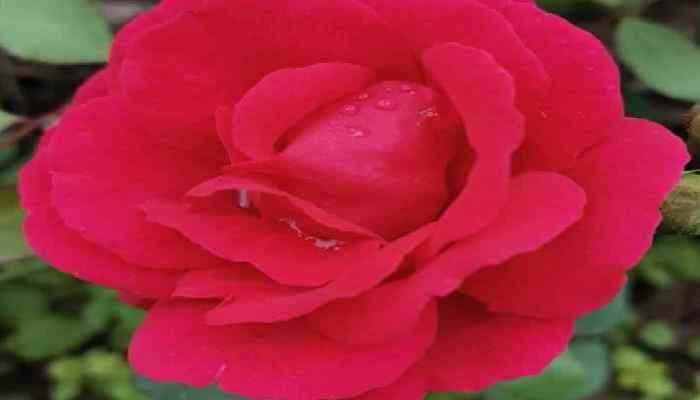 玫瑰花茶一周喝几次？有什么功效