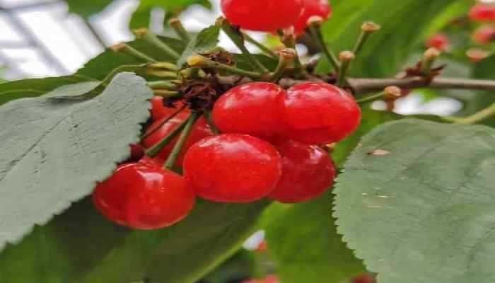 吃樱桃的好处和坏处 什么人不能不多吃樱桃