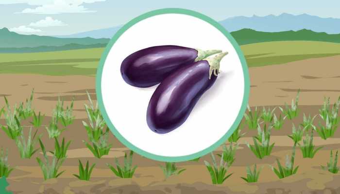 茄子的功效与作用 什么人适合多吃茄子