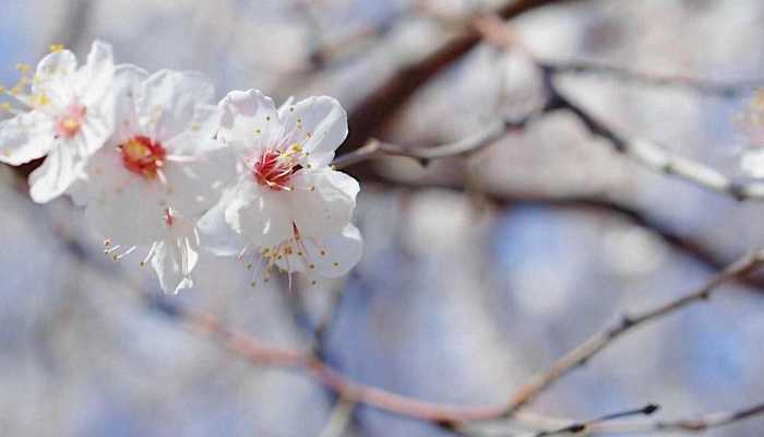 桃花茶可以经常喝吗？ 经常喝桃花茶有什么危害