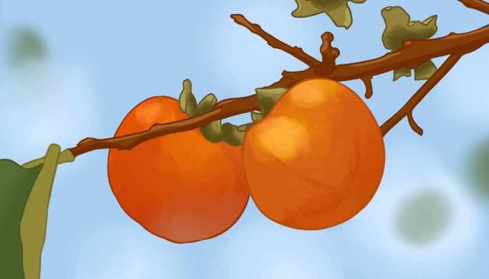 柿子的功效与作用有什么，柿子的好处有哪些