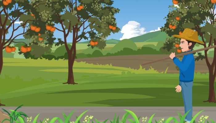 黄柿子的价值有哪些，黄柿子的注意事项