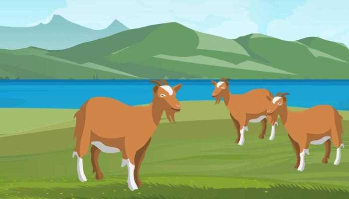 羊白腰的功效与作用，羊白腰的五大好处