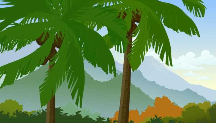 海椰子的功效与作用有哪些，海底椰的营养价值