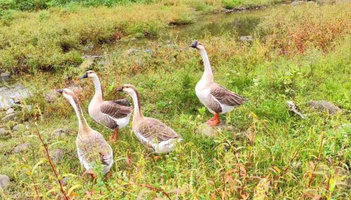 鸭肉的功效与作用，鸭肉的适用人群
