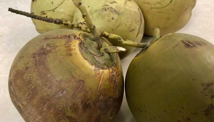 椰子汁的功效与副作用 椰子汁的热量高不高