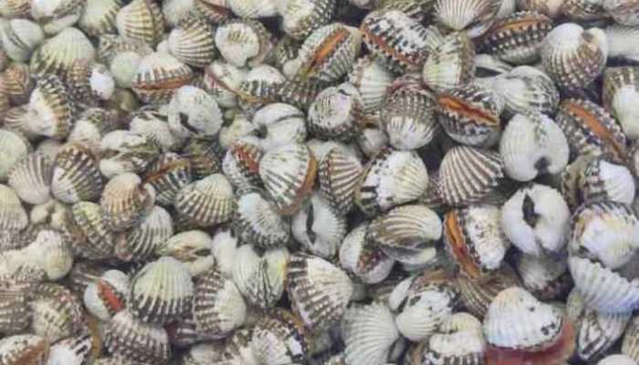 海瓜子的功效与作用有哪些，海瓜子的作用