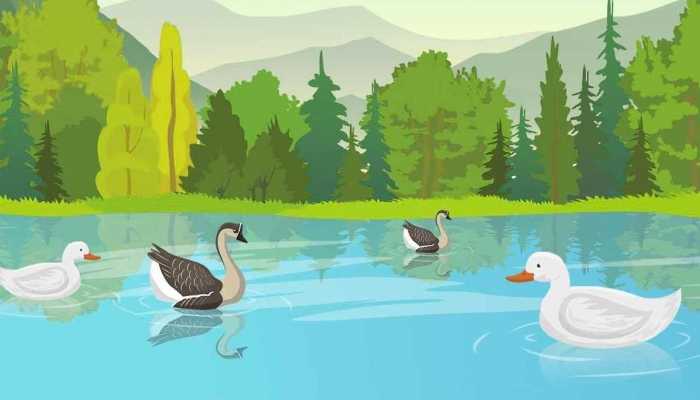 鸭子的营养价值及功效，鸭子的作用