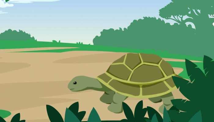 吃乌龟蛋有什么功效，乌龟蛋的功效