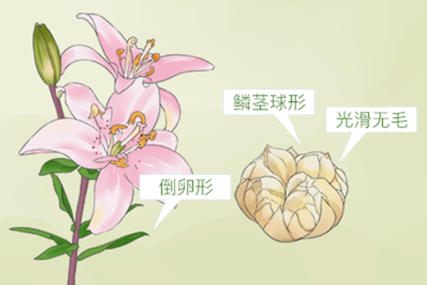 莲子百合的功效 莲子百合的禁忌