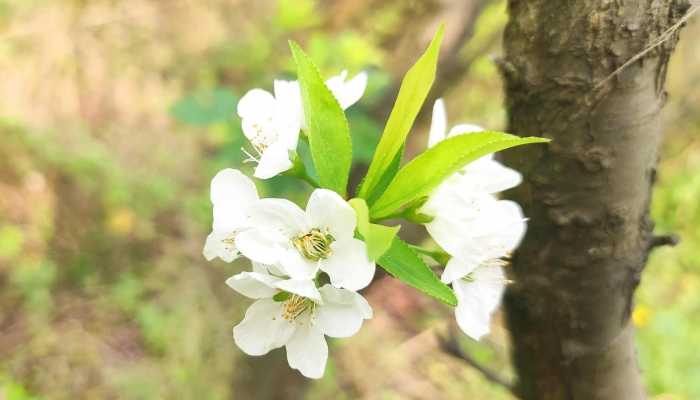 栀子花泡水喝的功效，栀子花的作用