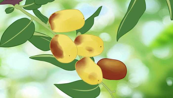 孕妇能吃新鲜枣子吗？ 孕妇吃鲜枣的好处