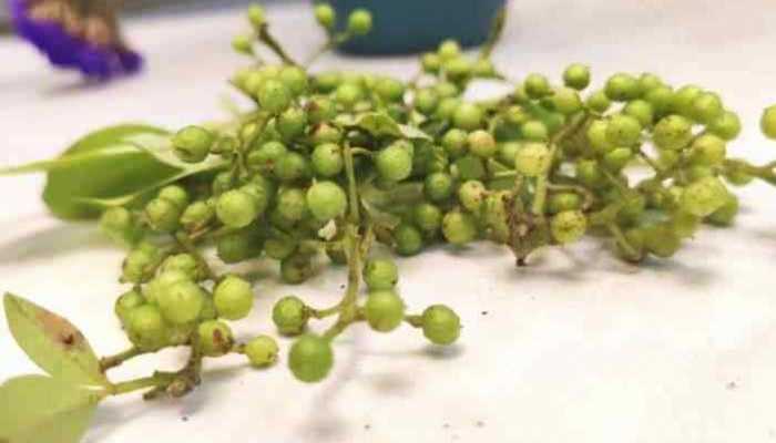 川辣子的功效与作用，川辣子是什么