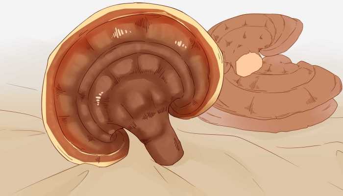 虎乳灵芝的功效，虎乳灵芝的功效