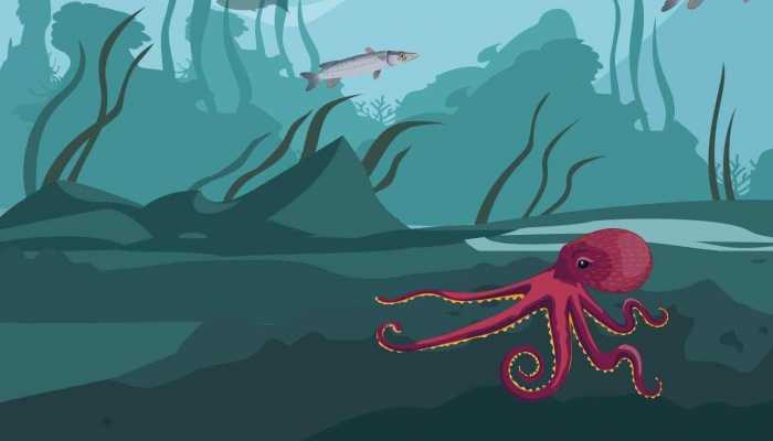 章鱼可以生吃吗？？生吃章鱼的危害及章鱼的作用和功效