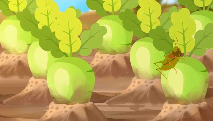 秋天吃青萝卜有哪些好处？有什么坏处