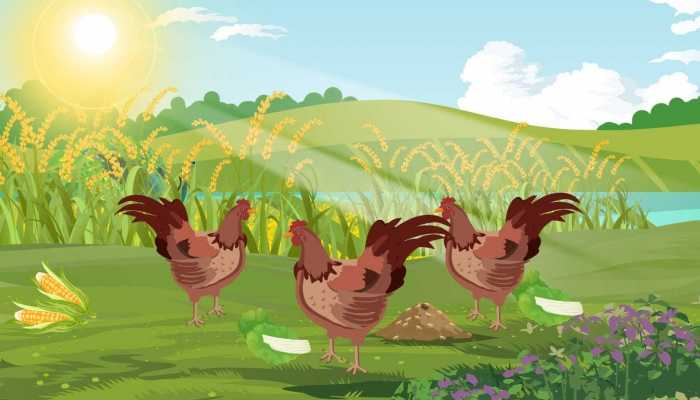 吃鸡心有什么好处 鸡心的营养价值