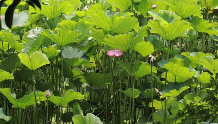 莲蓬子的功效与作用，莲蓬子的营养价值