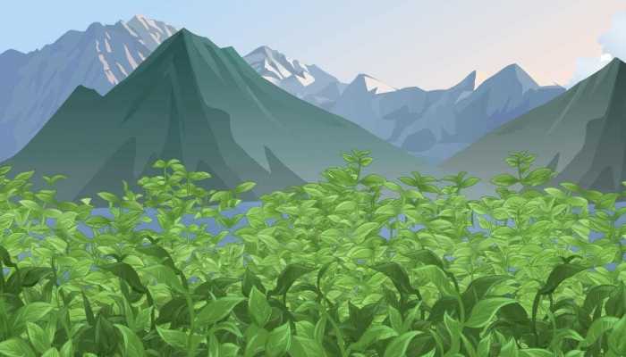 什么茶叶好喝上档次 好喝的茶有什么