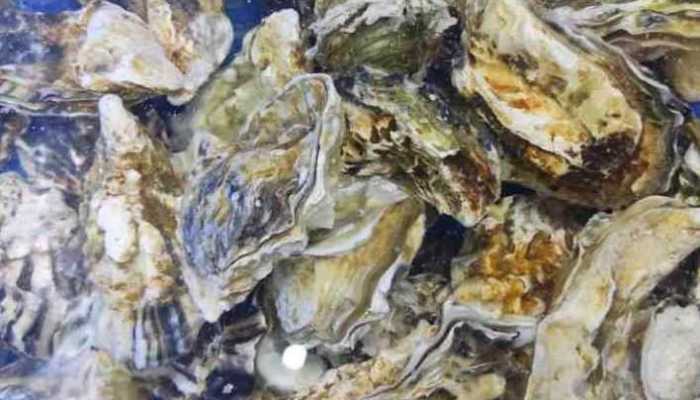 蛎黄和生蚝有什么区别？如何区分