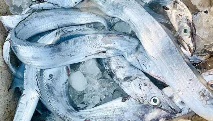 感冒能吃带鱼吗？？需考虑哪些问题