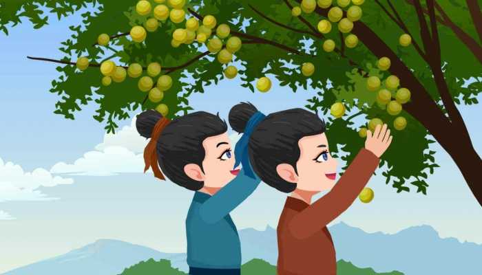 橄榄吃了有什么好处，橄榄能起到什么作用