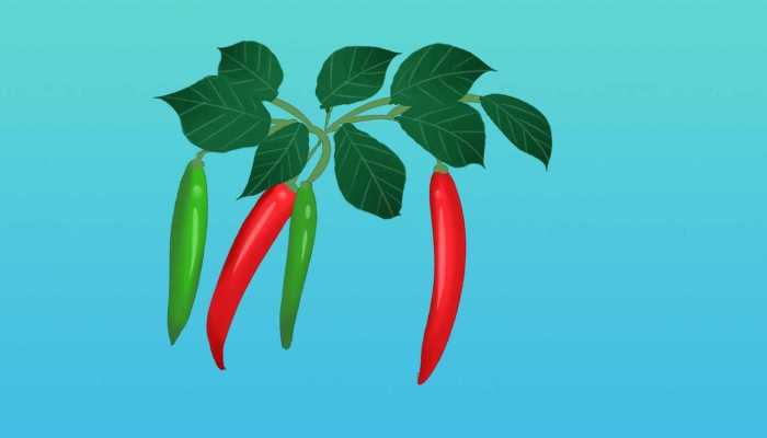 简易腌小黄瓜的做法，腌小黄瓜怎么做