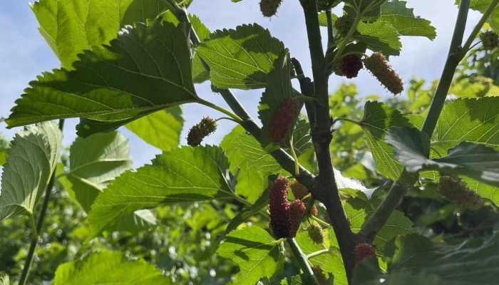 桑葚怎么吃补肾？四大食疗方式