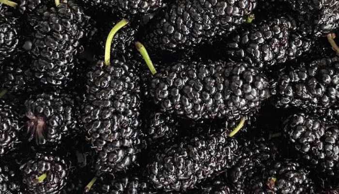 月经期间可以吃桑葚吗？？桑葚的养生吃法