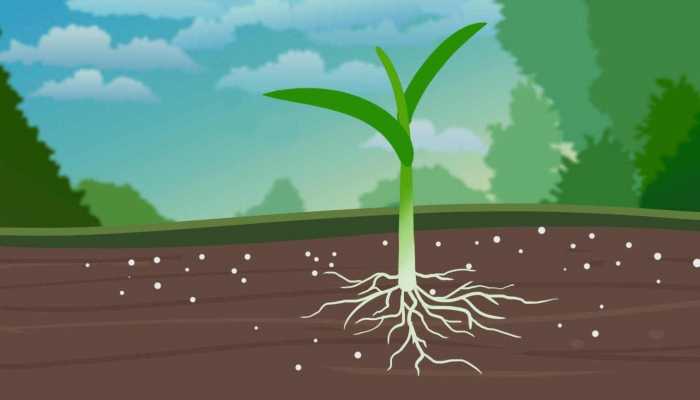 吃大葱有壮阳的效果吗？？大葱壮阳的适宜人群有哪些