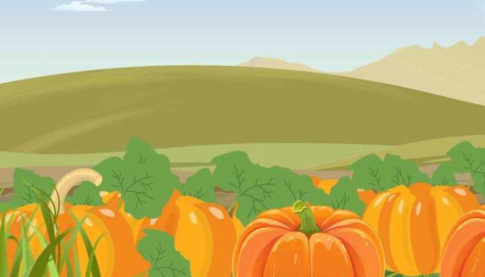 南瓜和秋葵可以同食吗？，有没有影响