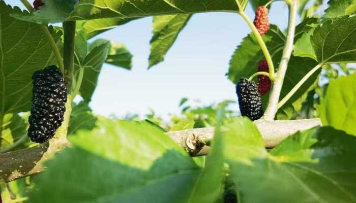 桑葚和西瓜能一起吃吗？？桑葚的同食禁忌