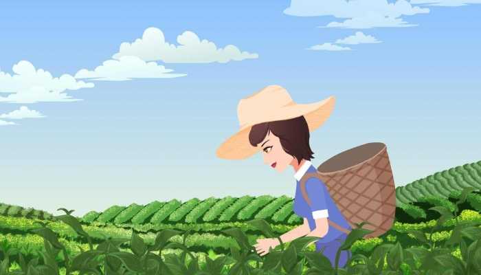 新摘的茶叶怎么炒？需经历哪几个步骤