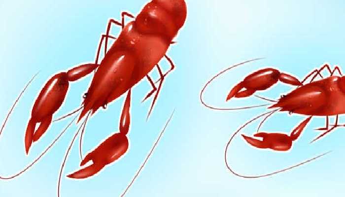 小龙虾和樱桃一起吃吗？？小龙虾不能和什么一起吃