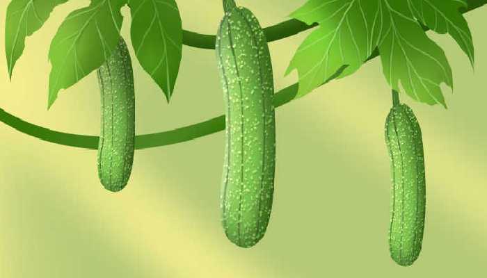 节瓜和冬瓜的区别是什么？如何烹饪