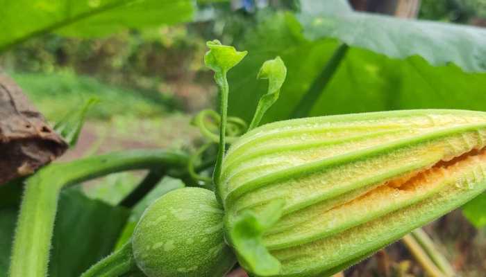 南瓜尖怎么炒好吃？如何烹饪