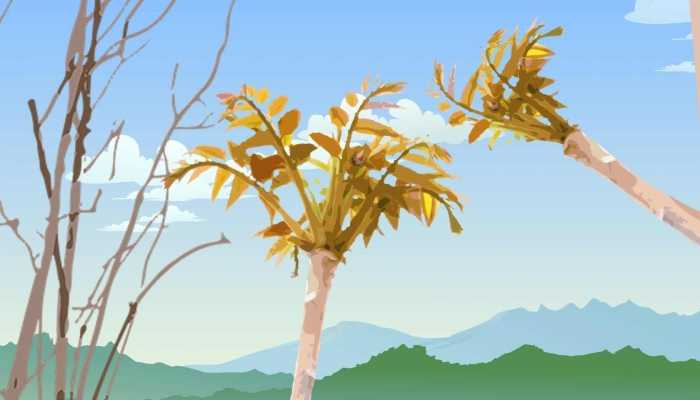 香椿和南瓜能一起吃吗？？有无影响