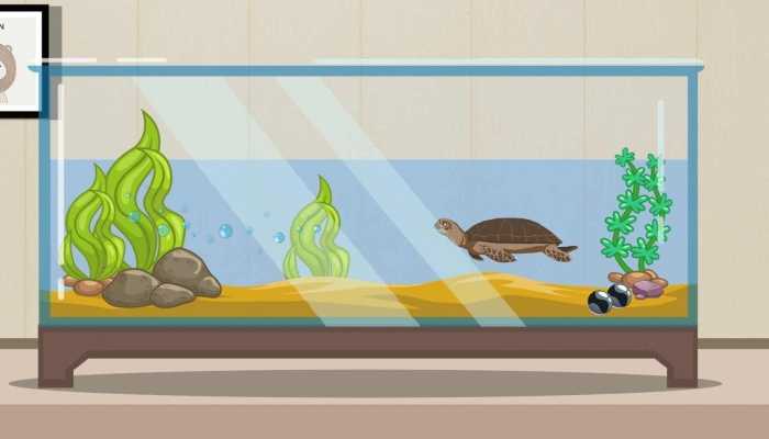 乌龟和什么炖汤最好？养生方式