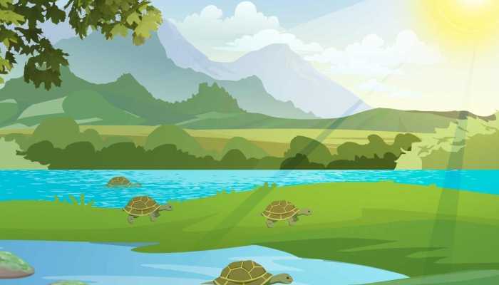 乌龟和什么炖汤最好？养生方式