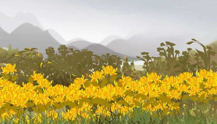 普洱和菊花能一起泡吗？？有什么影响