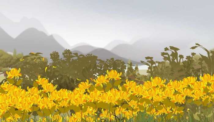 菊花能和柠檬一起泡吗？？有无影响