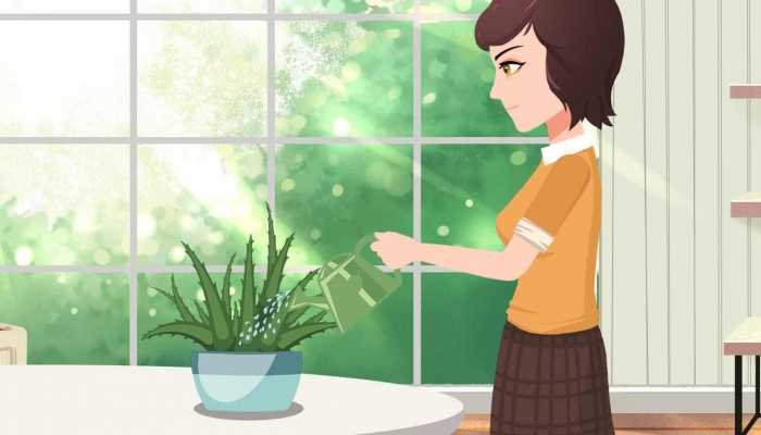 美容芦荟可以直接涂在脸上吗？