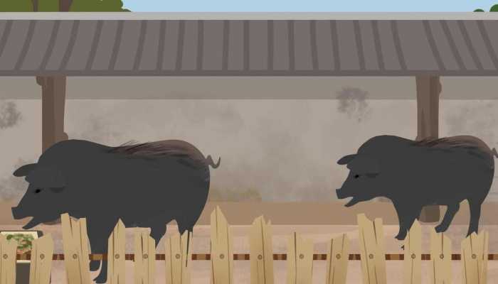 小动物在下雨前的行为