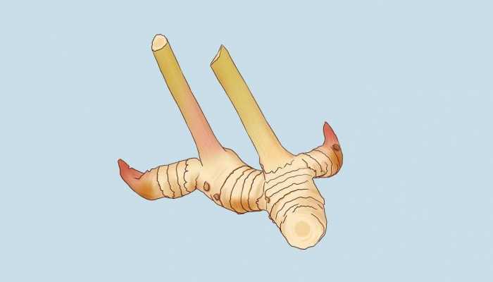 生姜夏天怎样保存？如何挑选新鲜的嫩姜