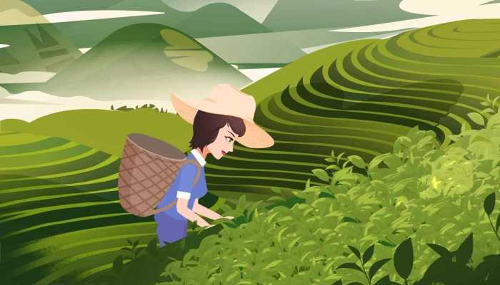 夏季茶叶怎么保存？常见方式分析