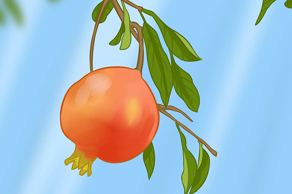 芭乐的功效与作用 芭乐的营养价值 芭乐有什么好处