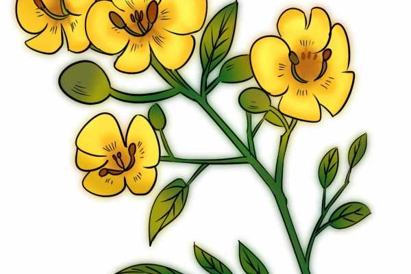 肾兰花茶的功效与作用是什么 肾兰花茶的营养价值