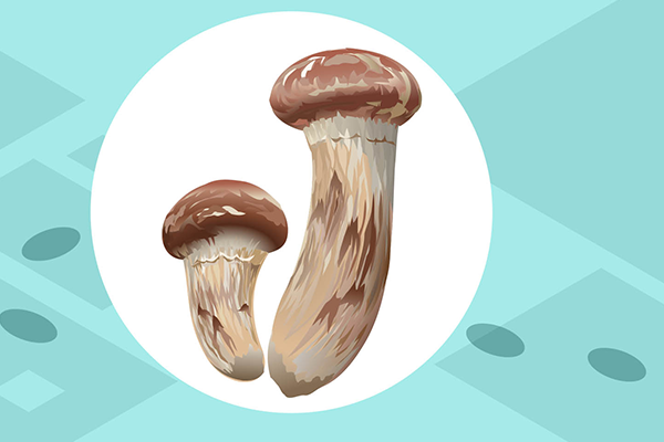 鲜松茸菌的食用方法