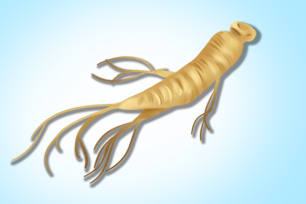 辽参的功效和作用 辽参的营养价值 辽参的好处