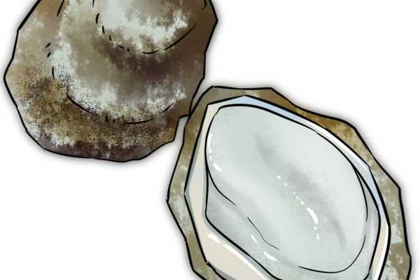 牡蛎功效与作用 牡蛎的好处有哪些 牡蛎的营养价值